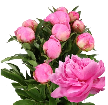 Bulk Alexander Fleming peonies with vibrant raspberry blooms, perfect for DIY weddings, centerpieces, and floral designs in peony season.