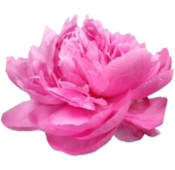 Wholesale dark pink peonies Alexander Fleming, great for May and June wedding flowers, adding bold color to romantic bouquets and décor.