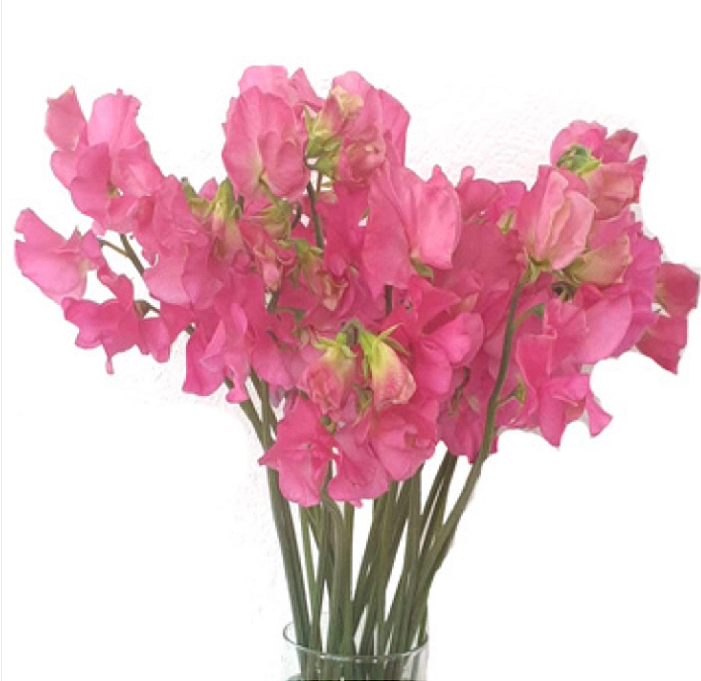 Bulk dark pink sweet pea flowers available year-round, ideal for wedding bouquets, floral centerpieces, and event décor.