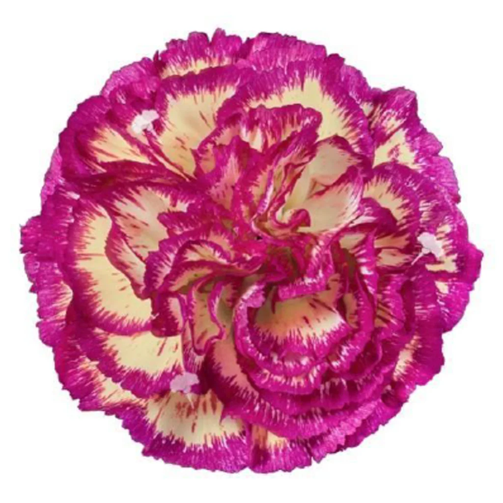 Dark pink bicolor Cassiopea carnation with deep rose petals and soft white accents, fresh cut premium bulk flower for weddings and floral displays.