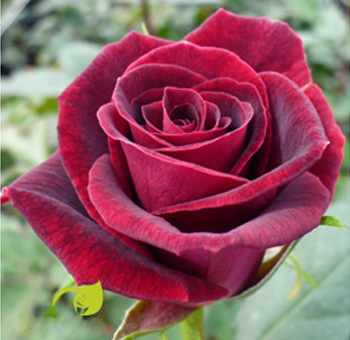 Black Beauty Red Rose bloom with velvety dark red petals, surrounded by green foliage, perfect for weddings and dramatic floral designs.