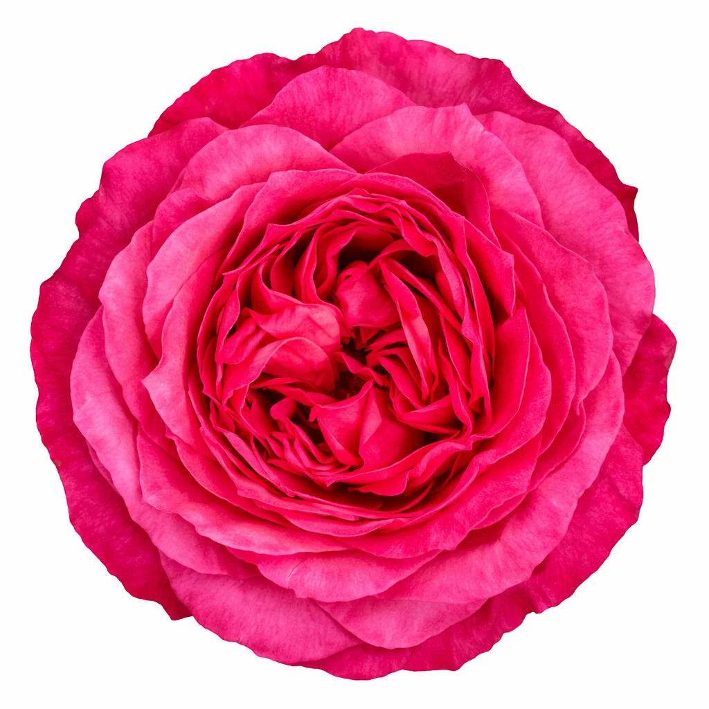 Dark Xpression Dark Pink Garden Rose