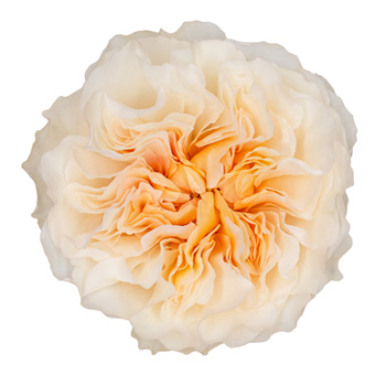 David Austin Eugenie Garden Rose