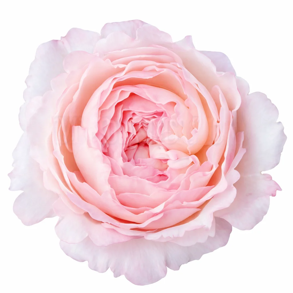David Austin Keira Pink Garden Rose