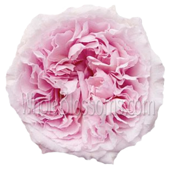 David Austin Miranda Pink Garden Roses with soft pink petals and ruffled blooms, perfect for weddings, romantic bouquets, and elegant floral arrangements.