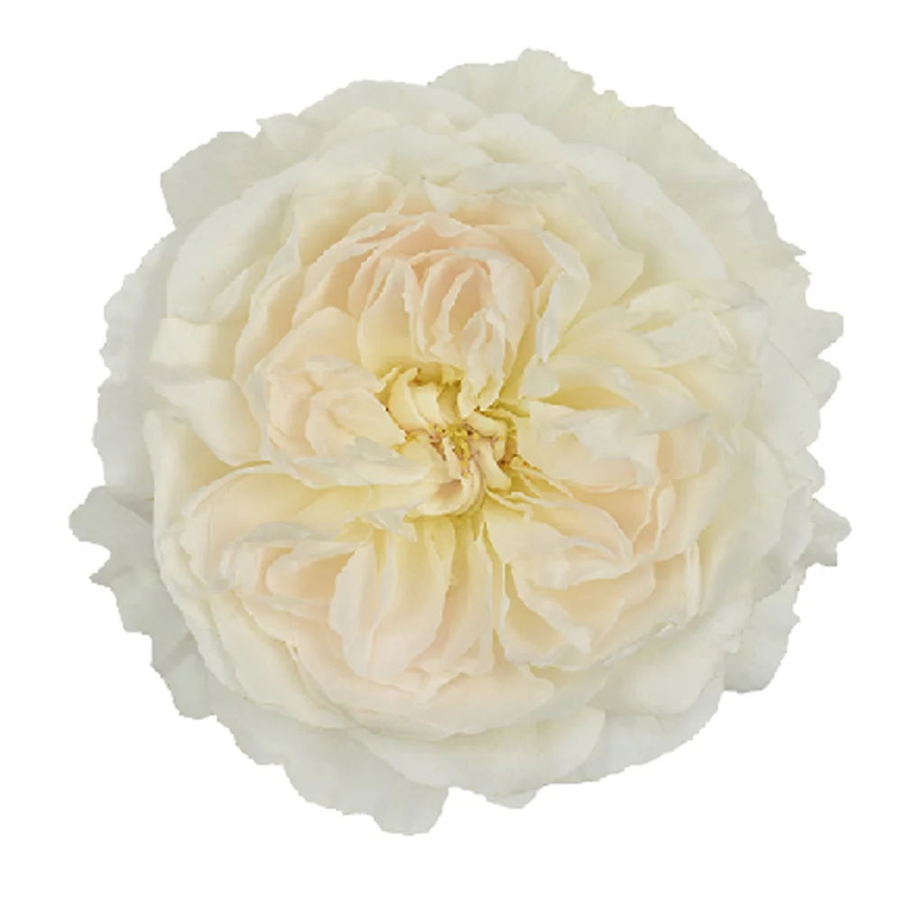 David Austin White Garden Roses David Austin White Garden Roses