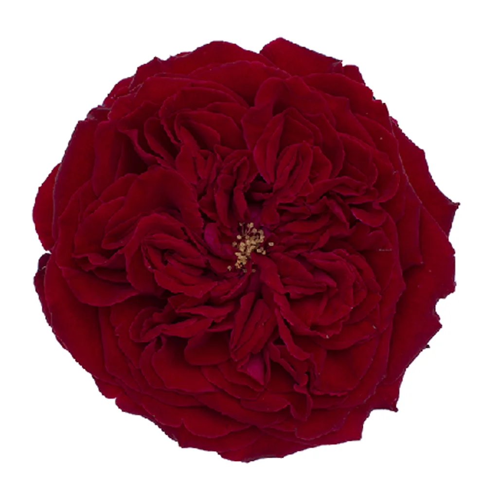 David Austin red garden roses bouquet top view luxury red garden roses for wedding bouquets.