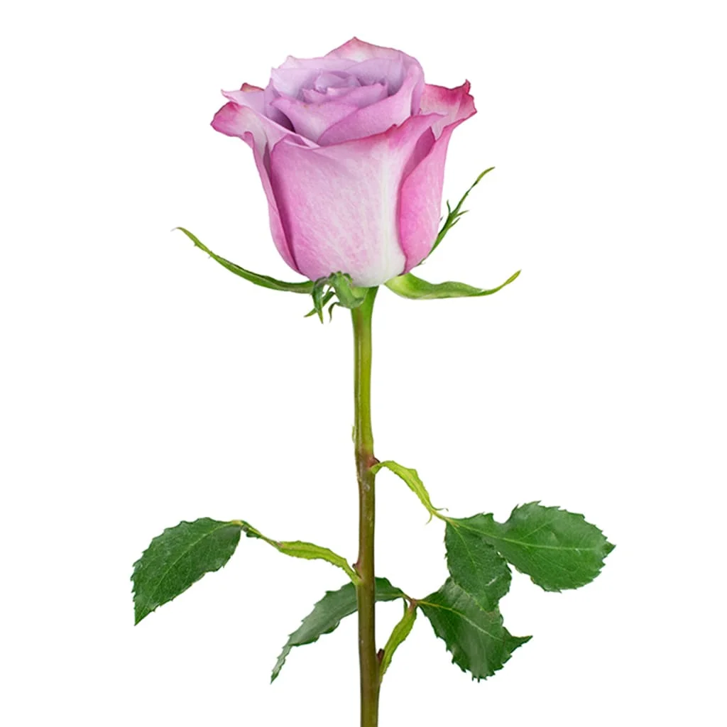 Fresh Deep Purple Lavender Roses in wholesale quantities, perfect for upscale weddings, gift arrangements, and bulk floral needs.