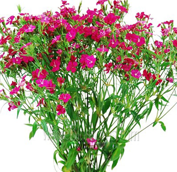 Lush dark pink Dianthus with layered petals, perfect for weddings, vibrant bouquets, or upscale romantic arrangements.