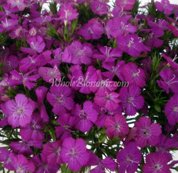 Charming purple Dianthus blooms with ruffled edges, ideal for garden weddings, floral gifts, or creative event designs.