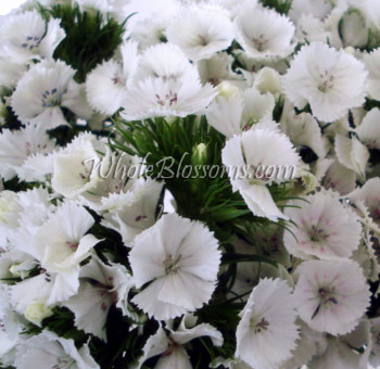 Classic white Dianthus with frilled edges, ideal for elegant weddings, floral centerpieces, and graceful event bouquets.