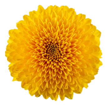 Yellow Cremon Mum Disbud Ball Flower.