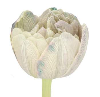 Double Tulips - Dusty Olive (Painted) Double Tulips - Dusty Olive (Painted)