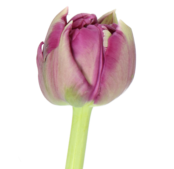 Purple Tulips