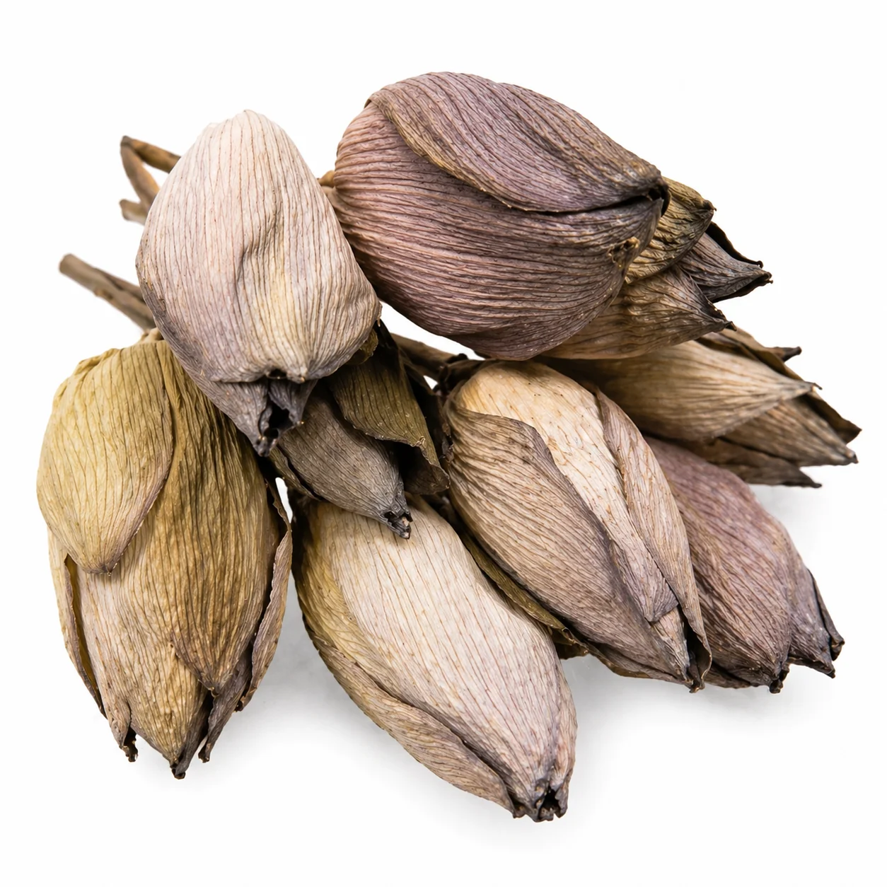 Dried lotus flower buds in natural earthy tones on white background, ideal for rustic decor, dried arrangements and events.