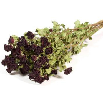 Dried Roses Spray - Burgundy Dried Roses Spray - Burgundy