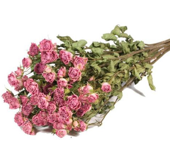 Dried Roses Spray - Pink Dried Roses Spray - Pink