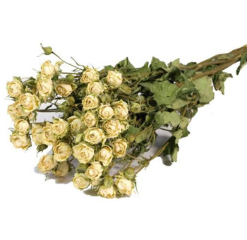 Dried Roses Spray - White Dried Roses Spray - White