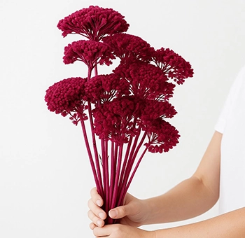 Vibrant fuchsia dried Achillea flowers in bulk at wholesale prices—perfect for adding texture and bold color to weddings, centerpieces, and event décor.
