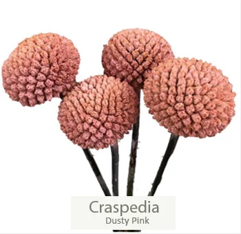 Dusty pink craspedia in floral bundle, imparting a hint of vintage elegance and charm.