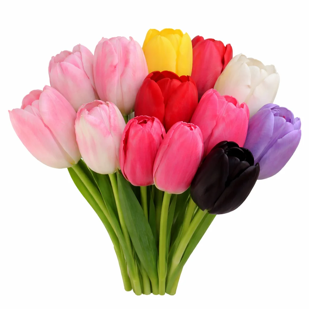 Dutch tulips bulk flowers for weddings and events, premium wholesale tulips for bouquets and centerpieces.