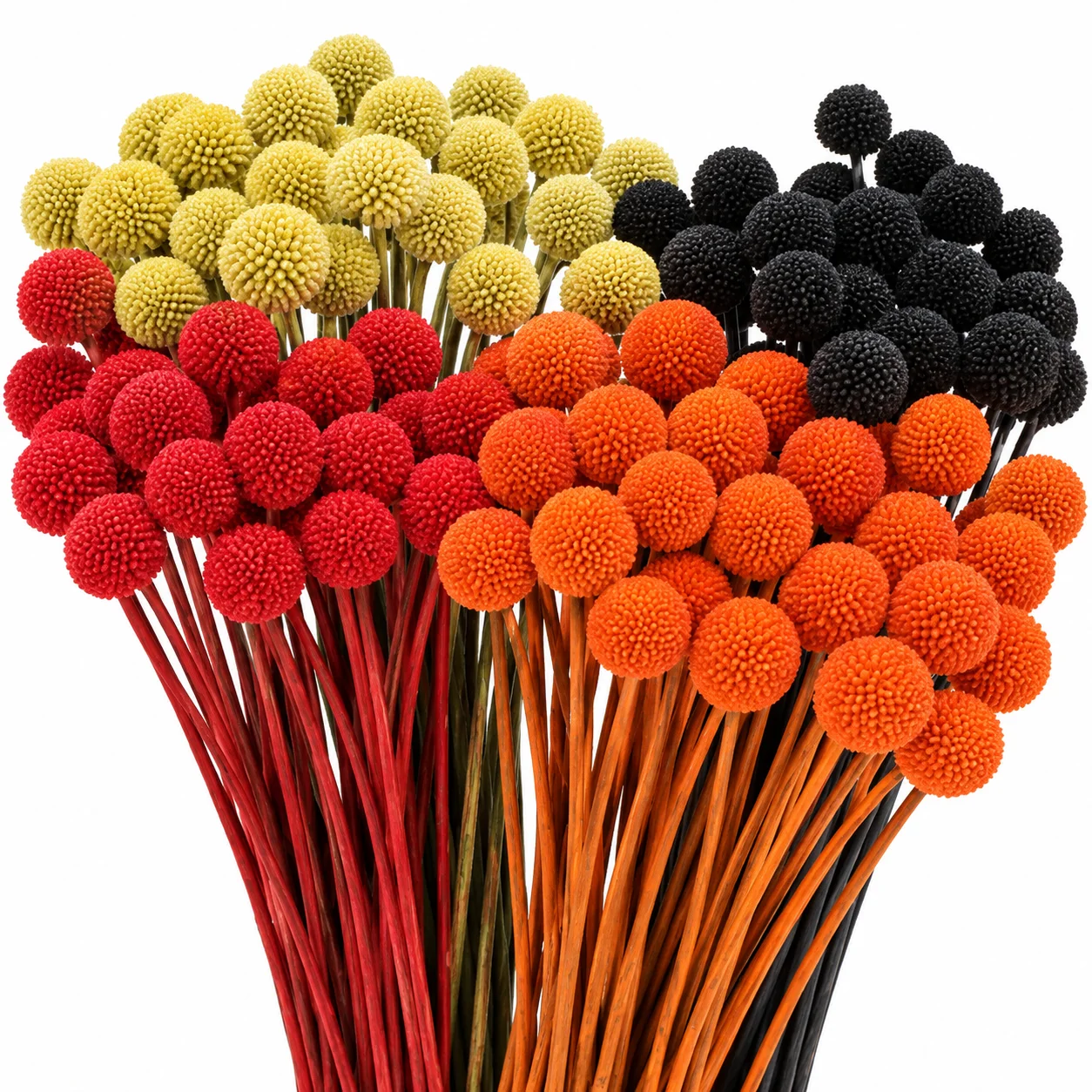 Dyed assorted Fall Craspedia Billy Balls in autumn colors for bulk wedding flowers, Thanksgiving centerpieces and seasonal décor