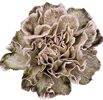 Elegant dyed carnations in brown hues, perfect for adding charm to wedding decor.