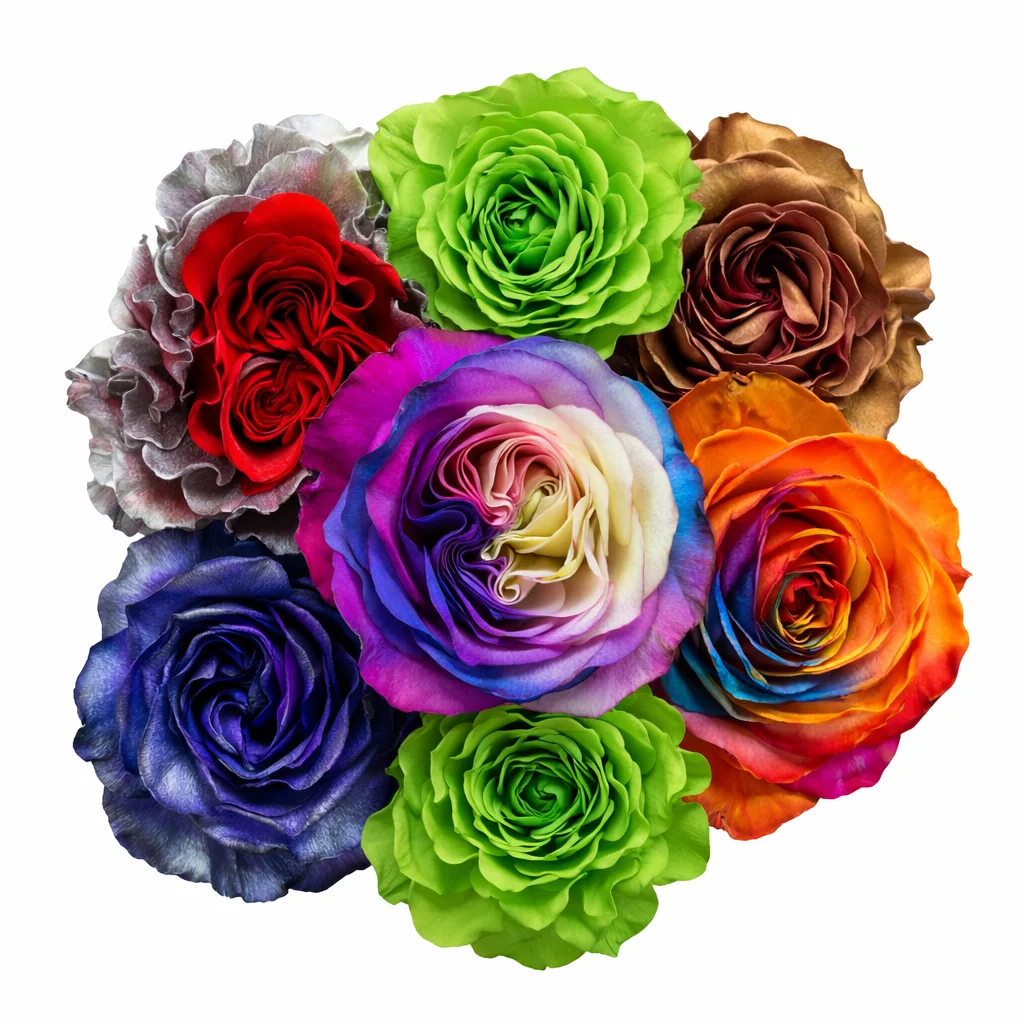 Dyed and tinted garden roses in vibrant custom colors for weddings and event floral design.