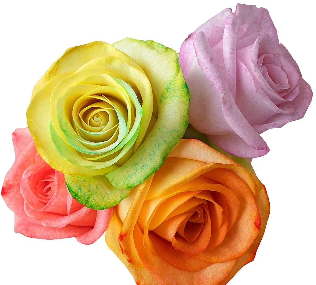 Vibrant dyed roses in yellow, green, pink, coral, and orange hues created by absorption, perfect for unique floral arrangements and colorful events.