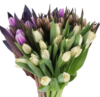 Tulips - Painted (Assorted)