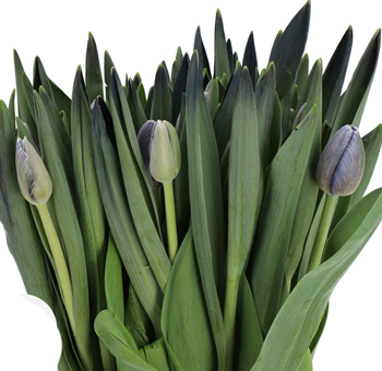 Dyed purple tulips with rich hues, perfect for romantic weddings, luxury floral gifts, and stylish spring events.