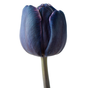 Tulips For Sale
