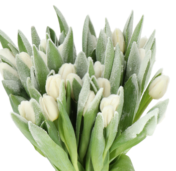 White Tulips with a frosted finish, perfect for winter weddings, holiday décor, and seasonal floral arrangements. Elegant and unique snowy blooms.