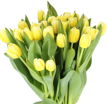 Vibrant dyed yellow tulips brighten floral designs, ideal for joyful weddings, spring gifts, and event centerpieces.