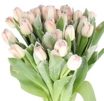Frosted brown dyed tulips offer a chic rustic look for fall weddings, earthy events, and modern floral installations.