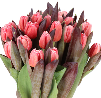 Bold red painted tulips for passionate floral displays, striking wedding bouquets, and Valentine’s Day gifts.