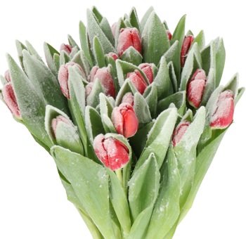 Frost-painted red tulips bring festive romance to winter weddings, elegant events, and premium floral décor.