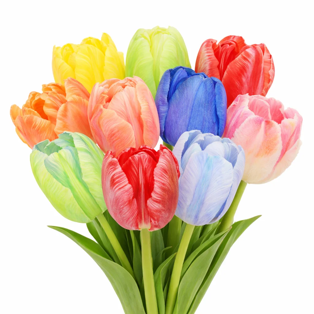 Dyed tulips wholesale flowers for events and weddings, colorful bulk tulips for centerpieces and arrangements.