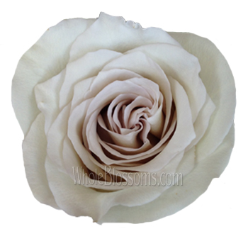 Early Grey Roses with soft grey and blush tones, perfect for vintage weddings, romantic events, and chic minimalist floral arrangements.