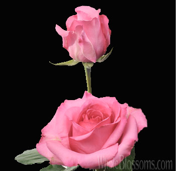 Eliza Dark Pink Roses with vibrant pink petals and elegant blooms, perfect for weddings, anniversaries, and bold, romantic floral arrangements.