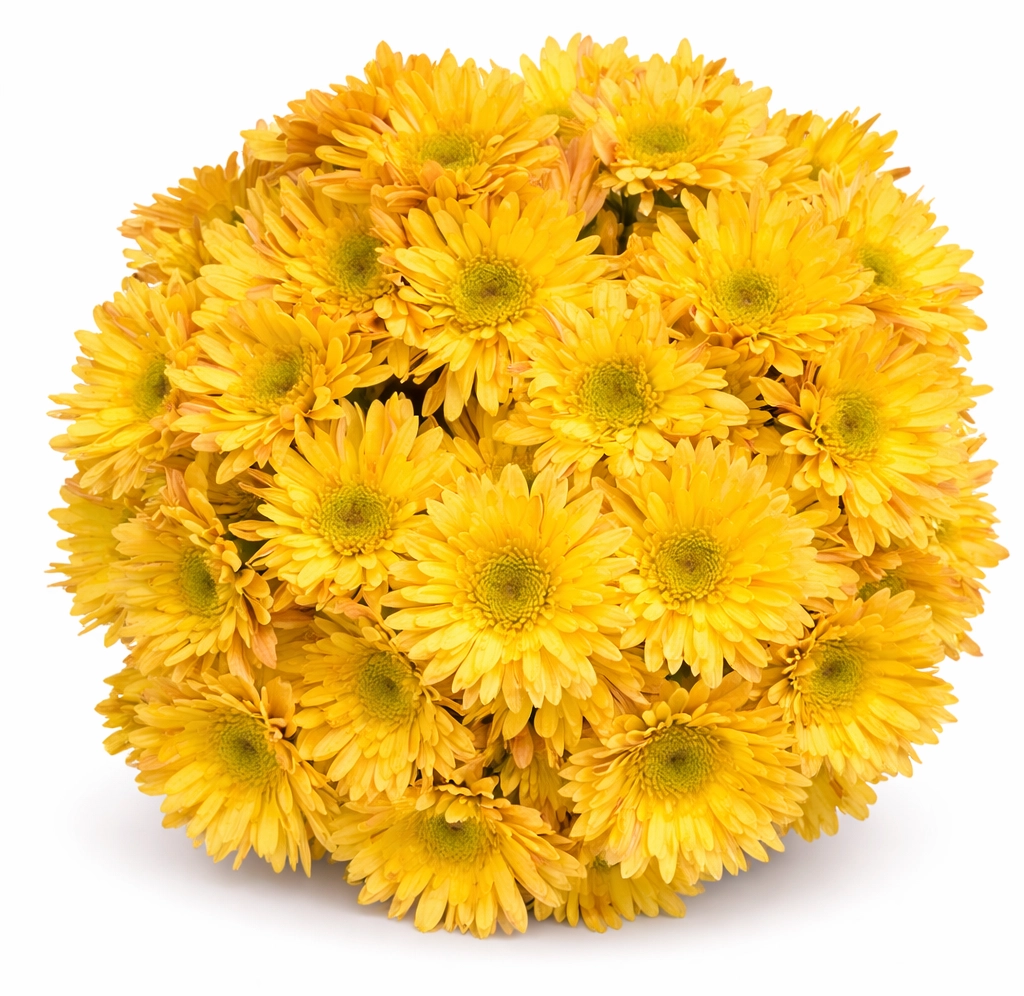 Yellow novelty poms for wedding  bouquets and centerpieces in bulk