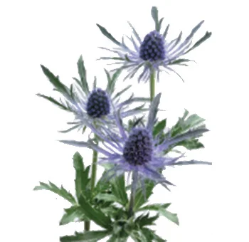 Purple eryngium adding texture to lavender-silver bouquet.