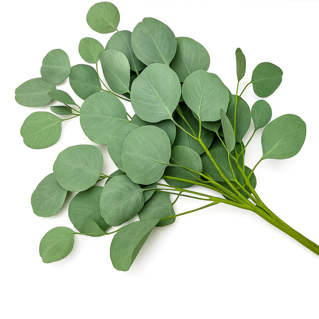 Close-up of Silver Dollar Eucalyptus highlighting the velvety, rounded leaves and elegant branching—ideal greenery for rustic or modern floral designs.