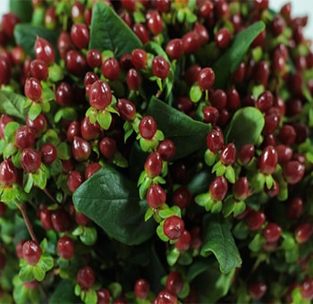 Close-up view of chocolate-colored Hypericum berries surrounded by green leaves, offering a rich and earthy tone ideal for autumn floral arrangements.