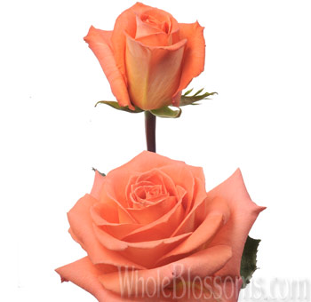 Exotica Orange Rose with vibrant orange petals and peach undertones in full bloom and bud form, perfect for autumn weddings and tropical floral designs.