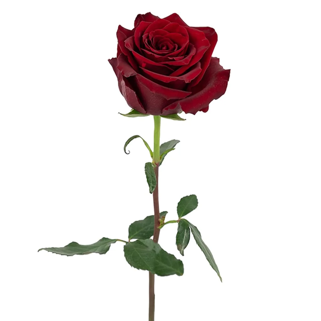 Explorer Red Roses in rich crimson tone, perfect for bridal flowers, Valentine’s gifts, and bulk wholesale floral arrangements.