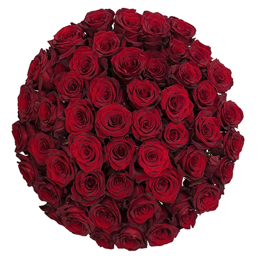 Order deep red Explorer Roses in bulk for weddings, events, or floral gifts - ideal for florists and affordable luxury designs.