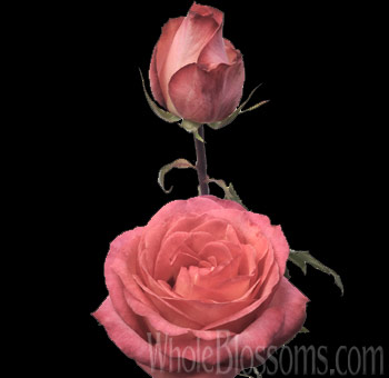 Fancy Amazon Bicolor Bulk Roses with coral and pink petals and greenish accents, perfect for weddings, birthdays, and elegant floral arrangements.