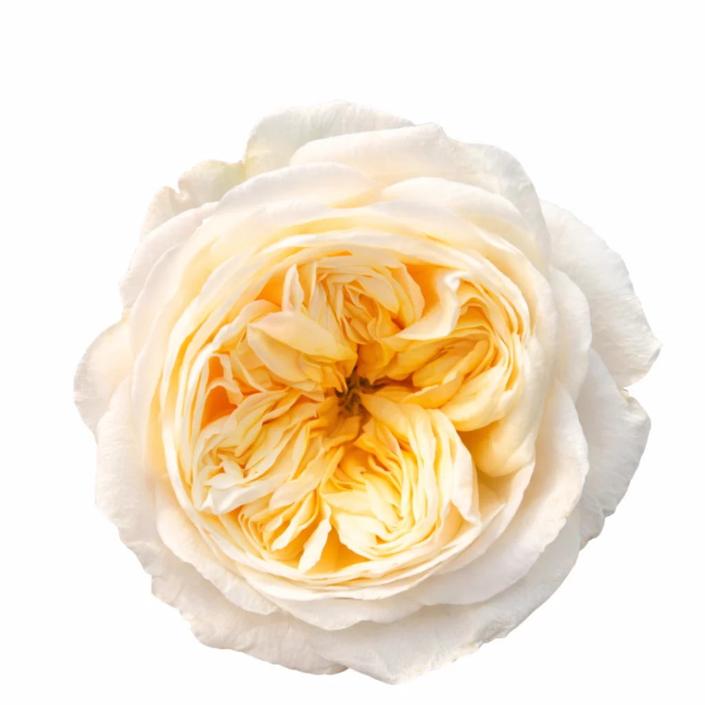 Fatima Gardens Ivory Cream Garden Roses Fatima Gardens Ivory Cream Garden Roses