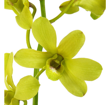 Green Dendrobium Orchids